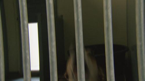 Cesar Millan's Leader of the Pack Season 1 Episode 8 - Mambo Madness