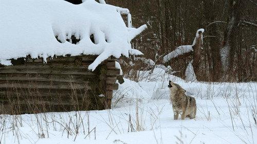 Nature Season 30 Episode 1 - Radioactive Wolves