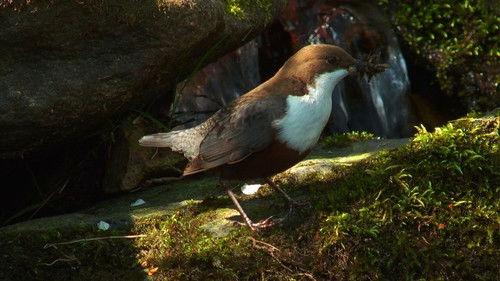 Wild Germany Season 2 Episode 4 - The Main - Germany's center