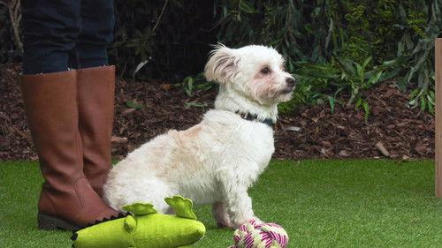 The Dog House NZ Season 1 Episode 6 - Episode 6