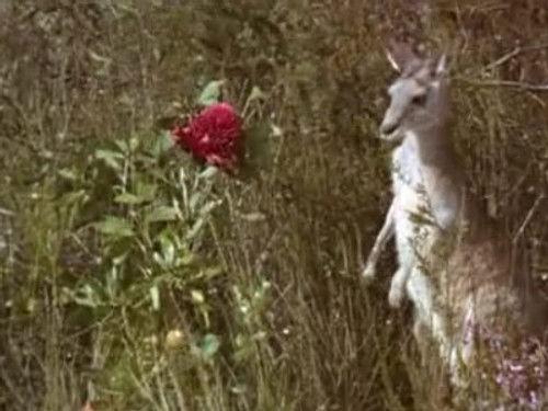 Skippy the Bush Kangaroo Season 3 Episode 13 - Fred