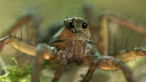 Life in the Undergrowth Season 1 Episode 1 - Invasion Of The Land