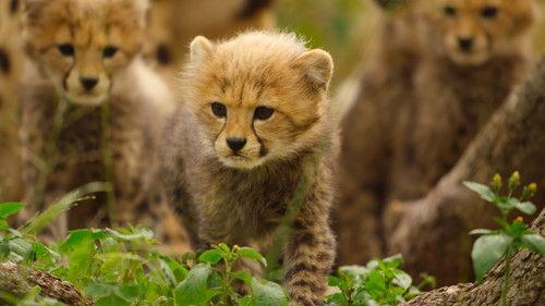 Born to Be Wild Season 1 Episode 5 - The Cheetah Cubs