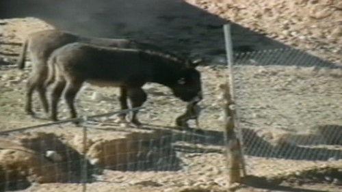 Funniest Pets & People Season 4 Episode 14 - A Cat in the Hat