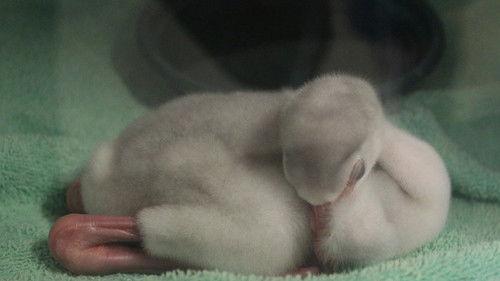 Secrets of the Zoo Season 4 Episode 2 - Snaky, Breaky Heart