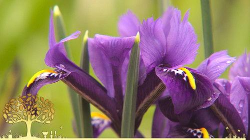 Gardeners' World Season 55 Episode 1 - Gardeners’ World 2022 episode 1