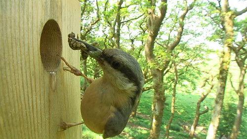 Springwatch Season 10 Episode 2 - Episode 2