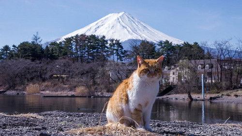 A Cat's-Eye View of Japan Season 3 Episode 2 - Yamanashi: Aiming for the Peak