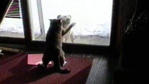 Funniest Pets & People Season 1 Episode 7 - Please Make Yourself Uncomfortable