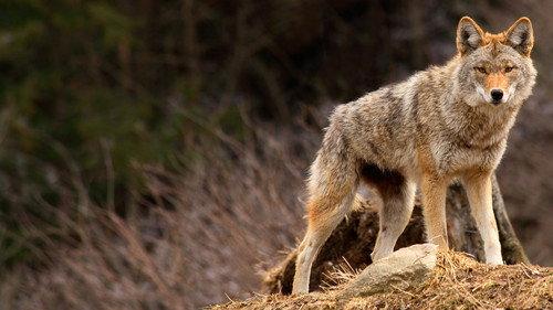 The Invaders Season 1 Episode 5 - Coyote Army