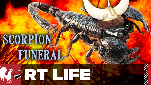 RT Life Season 6 Episode 3 - Scorpion Funeral