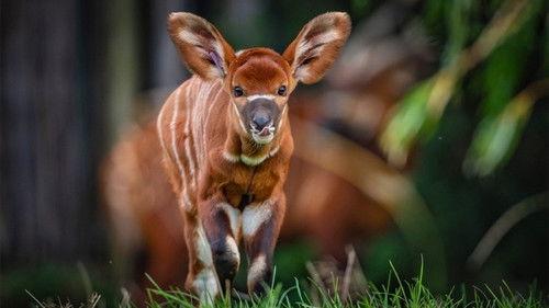 The Secret Life of the Zoo Season 8 Episode 6 - Something's Fishy