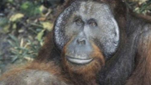 Nature Season 23 Episode 7 - From Orphan to King