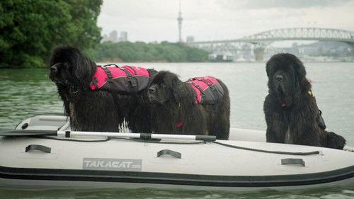 Dog Squad Season 13 Episode 3 - Episode 3