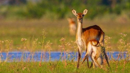 Massive Africa Season 1 Episode 1 - Episode 1