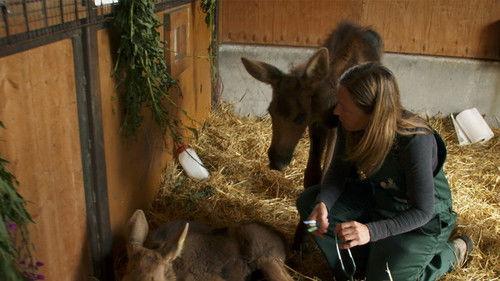 Dr. Oakley, Yukon Vet Season 3 Episode 5 - Got Moose Juice?
