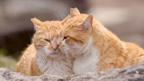 A Cat's-Eye View of Japan Season 2 Episode 9 - Kanagawa: Hospitality in Hakone