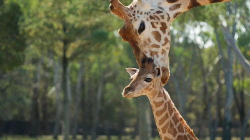 Taronga: Who's Who in the Zoo Season 6 Episode 4 - Baby Boom