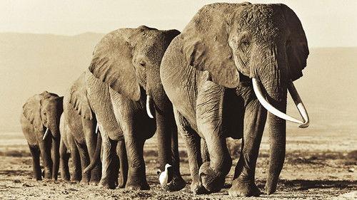 Natural World Season 30 Episode 2 - Echo - An Unforgettable Elephant