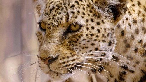 Guardians of the Wild Season 1 Episode 3 - Predators Uncovered