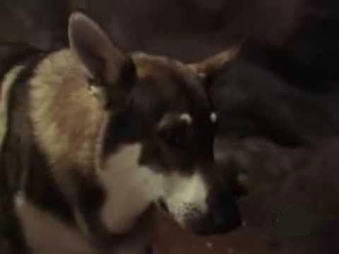 The Littlest Hobo Season 4 Episode 7 - The Spirit of Thunder Rock (1)