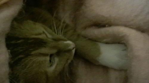 Funniest Pets & People Season 1 Episode 11 - Watch Out!