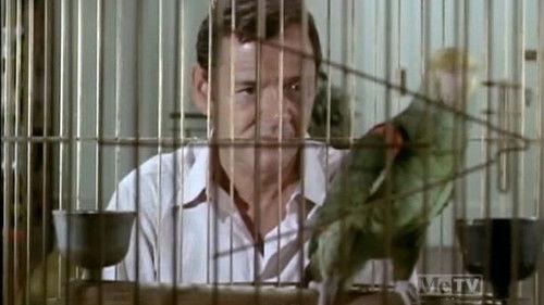 The Odd Couple Season 1 Episode 10 - It's All Over Now, Baby Bird