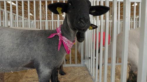 The Incredible Pol Farm Season 1 Episode 5 - The New Flock