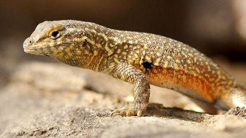 Life in Cold Blood Season 1 Episode 3 - Dragons of the Dry