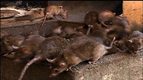 NOVA Season 36 Episode 12 - Rat Attack