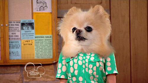 Dog with a Blog Season 1 Episode 4 - WingStan