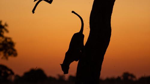 Big Cats 24/7 Season 1 Episode 6 - Episode 6