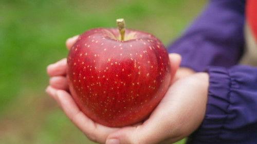 Trails to Oishii Tokyo Season 5 Episode 18 - APPLES