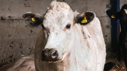 Countryfile Season 36 Episode 13 - Aberystwyth