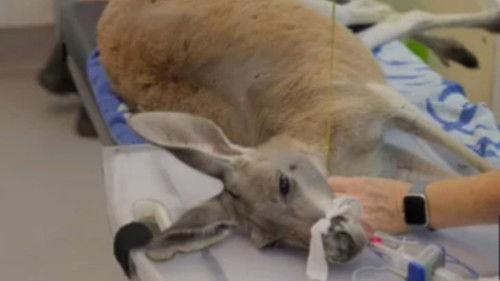 Taronga: Who's Who in the Zoo Season 5 Episode 8 - Breaking the Ice