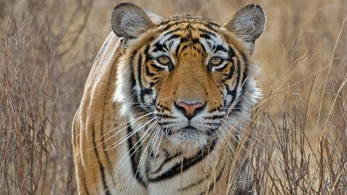 Deadly Instincts Season 1 Episode 1 - Natural Born Killers