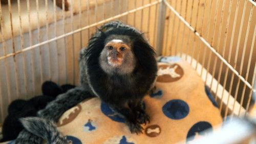 Dr. K's Exotic Animal ER Season 3 Episode 6 - Serious Monkey Business