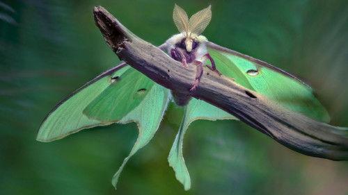 A Real Bug's Life Season 2 Episode 1 - Love in the Forest