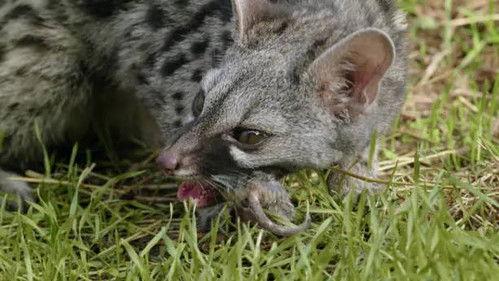 Jungle Planet Season 1 Episode 17 - Forests on the Peaks: Atlas and Andalusian Cedars