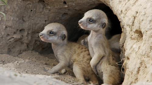 Born in Africa Season 1 Episode 1 - Survival School