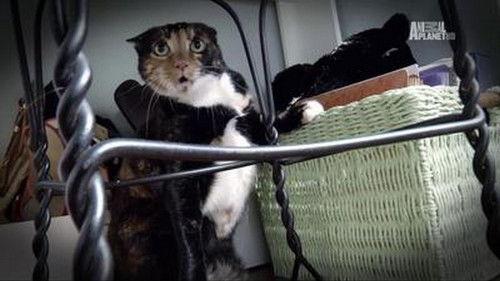 My Cat from Hell Season 5 Episode 8 - Mama Mia!