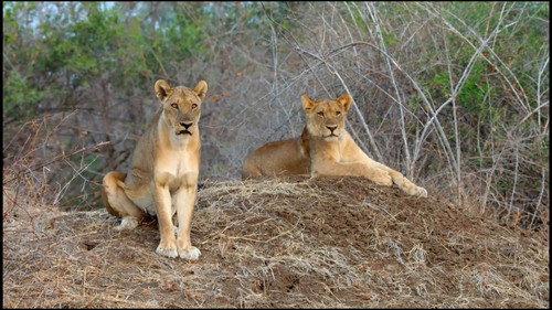 Africa's Hunters Season 3 Episode 1 - Kimba's Rise
