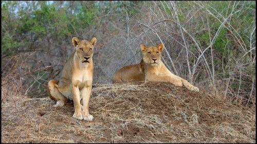 Africa's Hunters Season 3 Episode 1 - Kimba's Rise