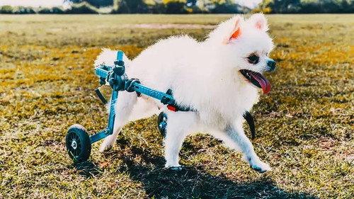 The Wizard of Paws Season 7 Episode 6 - Pop-Up in Sydney