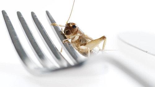 NOVA Season 48 Episode 16 - Edible Insects