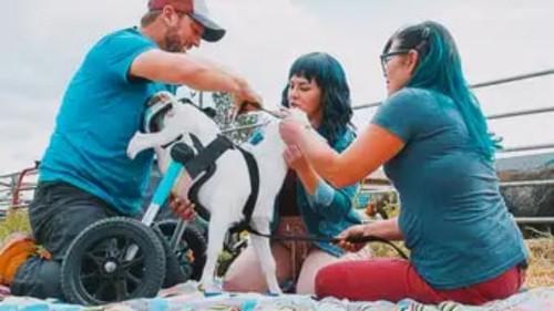 Background image for Agatha, the G.O.A.T. Goat