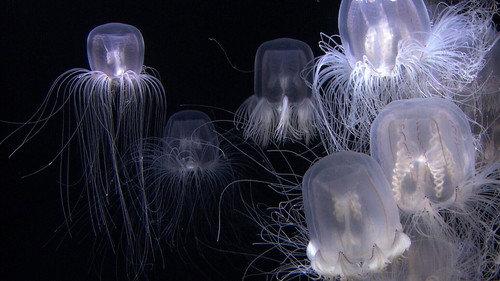 Face To Face Season 7 Episode 1 - Okuizumi Kazuya: Lovestruck by Jellyfish