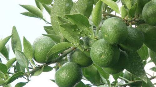 Background image for Sudachi