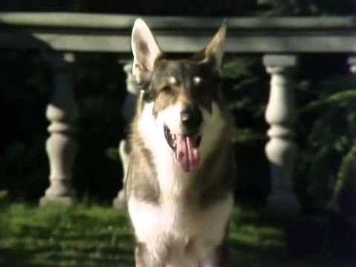 The Littlest Hobo Season 4 Episode 4 - The Imaginative Invalid