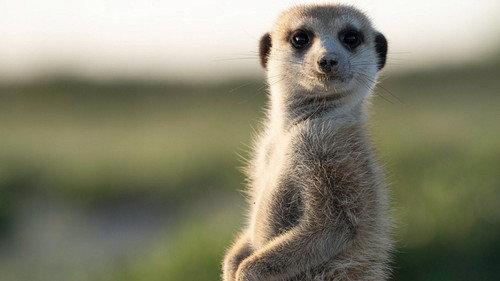 Meerkat Manor: Rise of the Dynasty Season 1 Episode 4 - Winter of Discontent